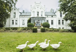 G&auml;nse im Park von Schloss Kaeselow // &copy; vollvincent