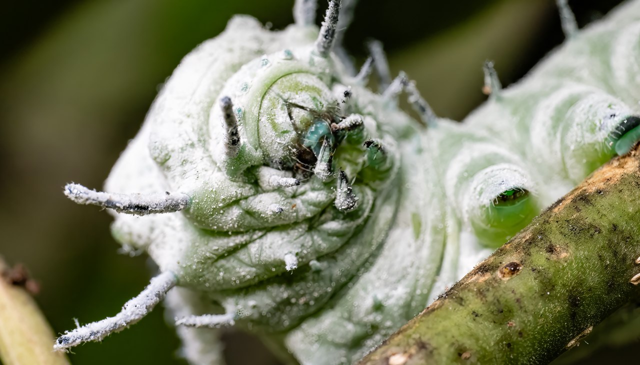 Raupe Atlasspinner, © Schmetterlingswelt Klütz Raupe Atlasspinner, © Schmetterlingswelt Klütz