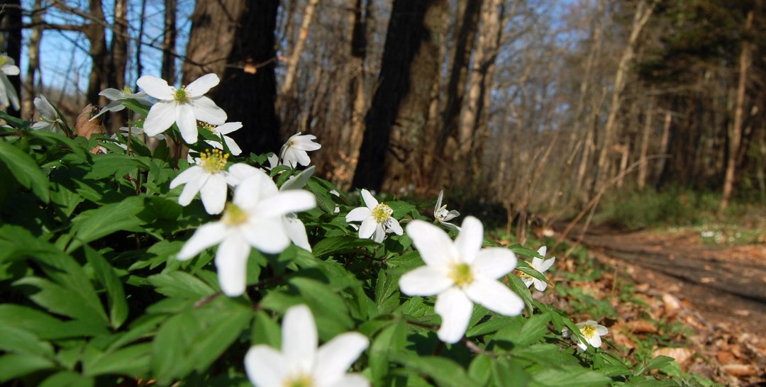 Buschwindr&ouml;schen, &copy; S. Hoffmeister