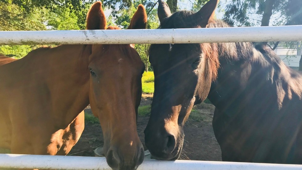 Das Landhaus liegt in unmittelbarer Nähe des Gestüts Nordvorpommern., © Susanne Brüning Das Landhaus liegt in unmittelbarer Nähe des Gestüts Nordvorpommern., © Susanne Brüning