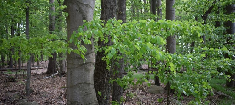 &copy; Naturpark Feldberger Seenlandschaft M. Wyczinski