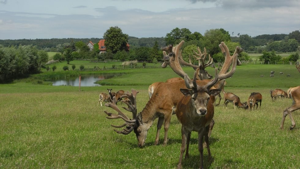 Rotwild und Gotlandschafe im Großgehege // © Zacharias Rotwild und Gotlandschafe im Großgehege // © Zacharias