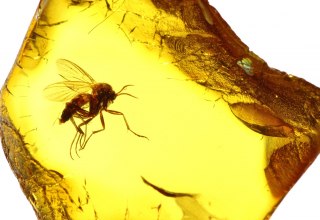 &copy; Bj&ouml;rn Wylezich - Fotolia