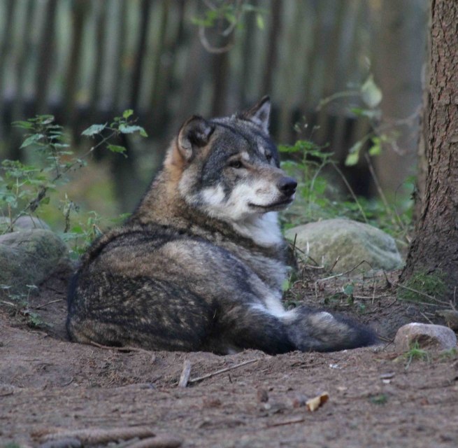 Wolf in der Raubtier-WG des Wildpark-MV, © Wildpark-MV