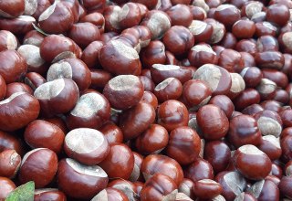 Kastanjes // &copy; Helen Andrews