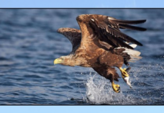 © Seeadler.jpg © Seeadler.jpg