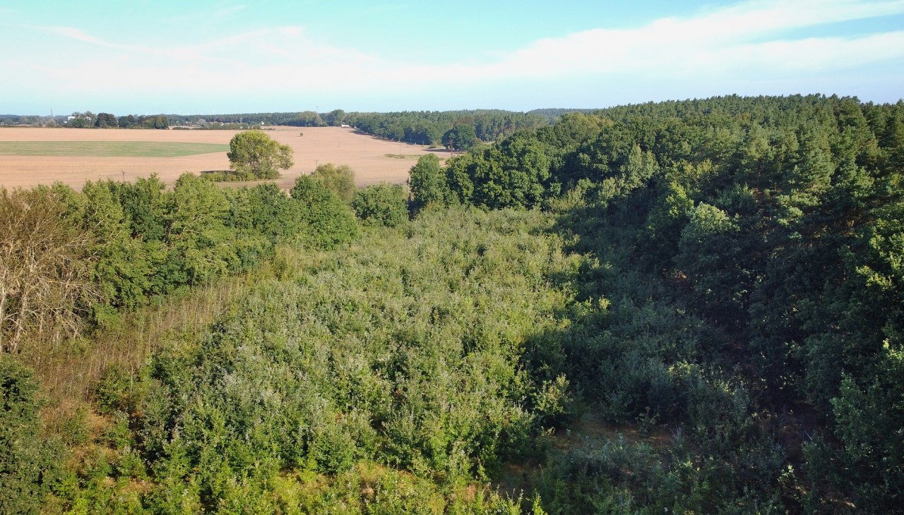 Klimawald Bad Kleinen, © Landesforst MV Klimawald Bad Kleinen, © Landesforst MV
