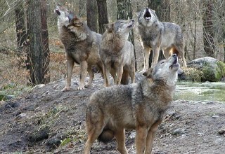 Das Wolfsrudel streift durch das Unterholz und stimmt zum großen Heulkonzert an, © Wildpark-MV Das Wolfsrudel streift durch das Unterholz und stimmt zum großen Heulkonzert an, © Wildpark-MV