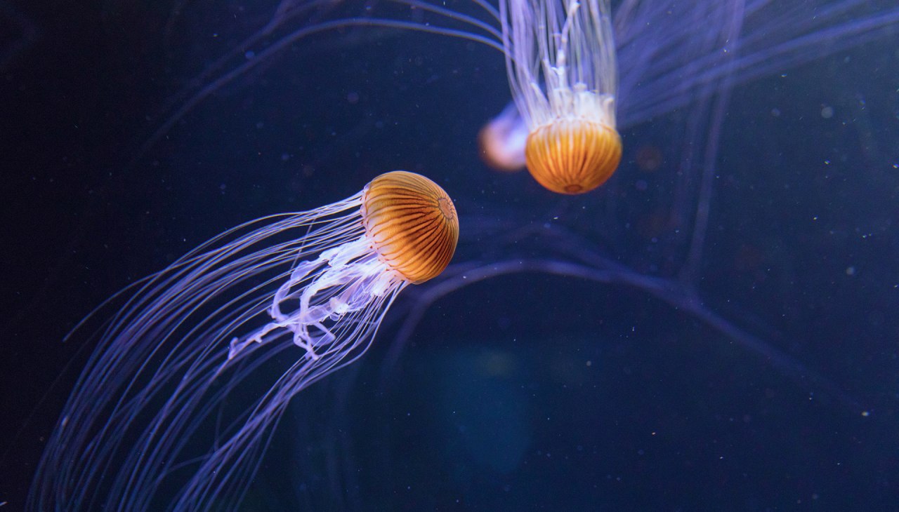 Die Fangarme der Kompassqualle können bis zu drei Meter lang werden, © Anke Neumeister/Deutsches Meeresmuseum Die Fangarme der Kompassqualle können bis zu drei Meter lang werden, © Anke Neumeister/Deutsches Meeresmuseum