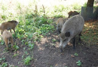 Im Freigehege ist eine Rotte Wildschweine zu sehen. // &copy; Gabriele Skorupski
