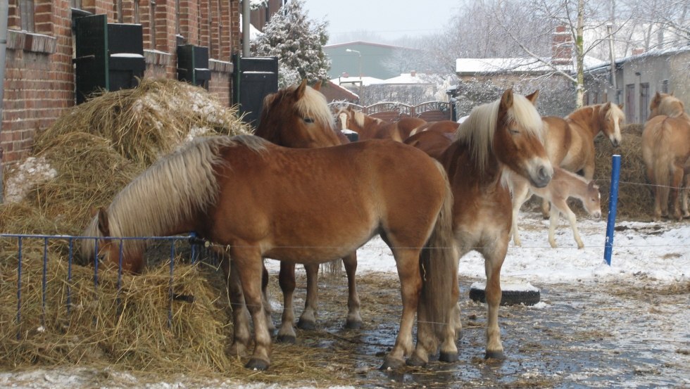 Ummanzer Haflinger, © Haflingerzucht Ummanz-Rügen/Briesemeister Ummanzer Haflinger, © Haflingerzucht Ummanz-Rügen/Briesemeister