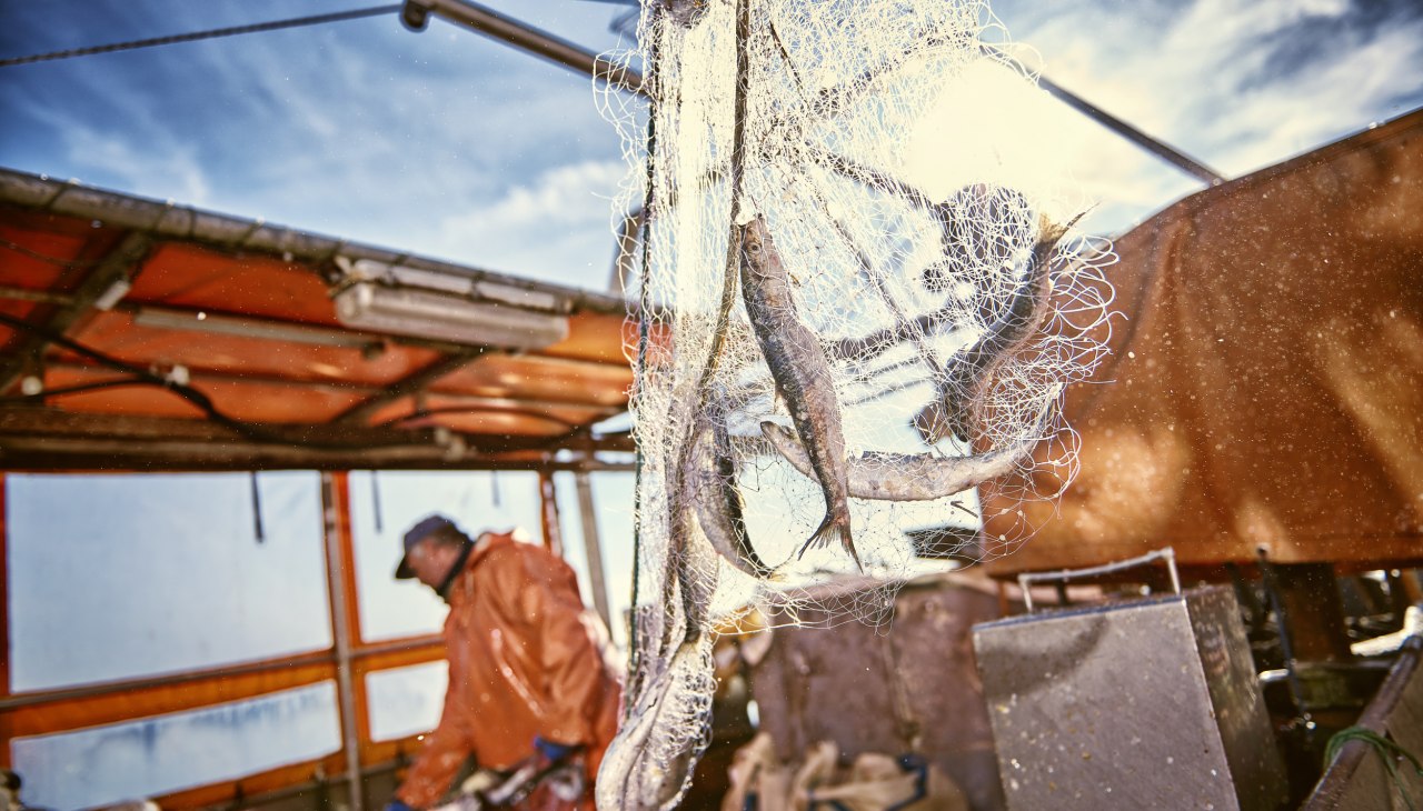 Der Hering kommt. Anlanden im Fischereihafen Freest, © TMV@pocha.de Der Hering kommt. Anlanden im Fischereihafen Freest, © TMV@pocha.de