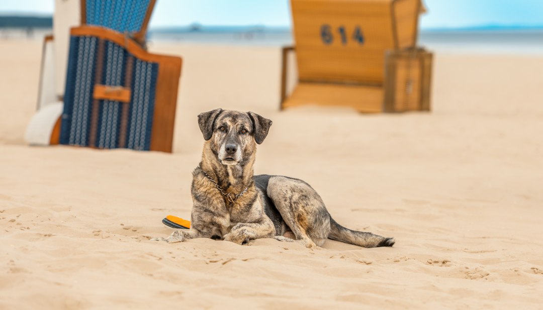 Genießen Sie Ihren Urlaub mit Hund an Ostsee und Seenplatte // © MV-T/Tiemann Genießen Sie Ihren Urlaub mit Hund an Ostsee und Seenplatte // © MV-T/Tiemann