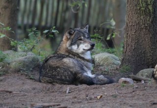 Wolf in der Raubtier-WG des Wildpark-MV, © Wildpark-MV Wolf in der Raubtier-WG des Wildpark-MV, © Wildpark-MV