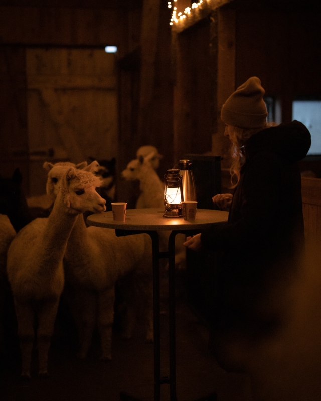 TMV/Sei-Gast-2026_Alpaka-Stallabend_Rubkow_C_Sven-Hasener_Gutes-aus-Vorpommern (2), &copy; Sven Hasener / Gutes aus Vorpommern