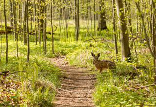 »Natur entdecken. Ostern erleben.« // © Generiert mit Adobe Firefly »Natur entdecken. Ostern erleben.« // © Generiert mit Adobe Firefly