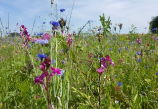 Wilde Blumenwiese am Wandelweg Sietow // © MV-T/UB Wilde Blumenwiese am Wandelweg Sietow // © MV-T/UB