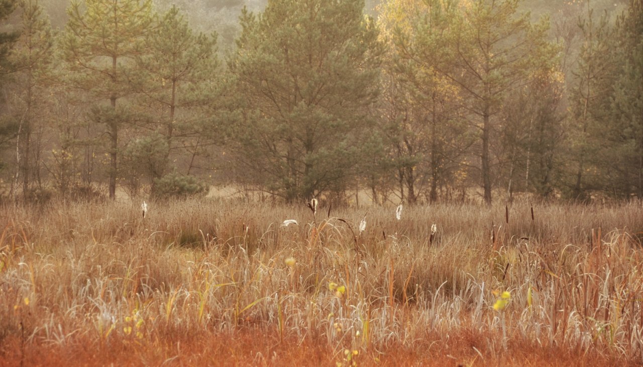 Grambower Moorlandschaft im Herbst, © Tourismusverband Mecklenburg-Schwerin