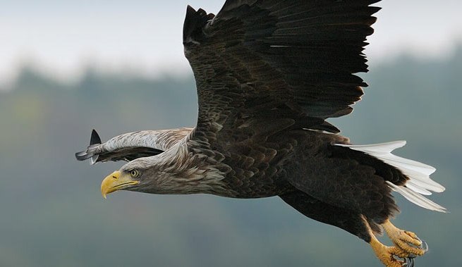 &copy; Nationalpark-Service Federow