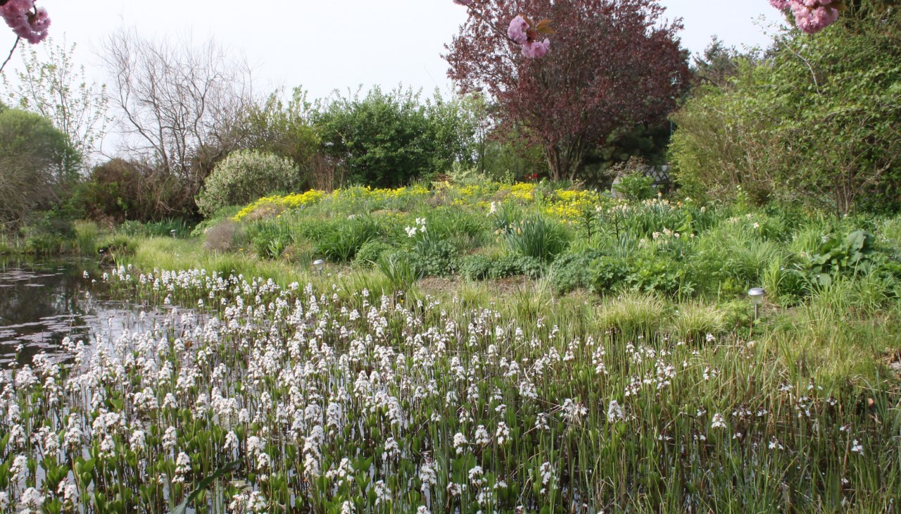 Fieberklee in voller Blüte, © Claus Gering Fieberklee in voller Blüte, © Claus Gering