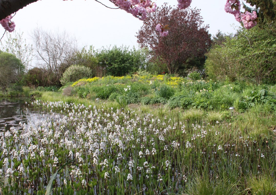 Fieberklee in voller Blüte // © Claus Gering Fieberklee in voller Blüte // © Claus Gering
