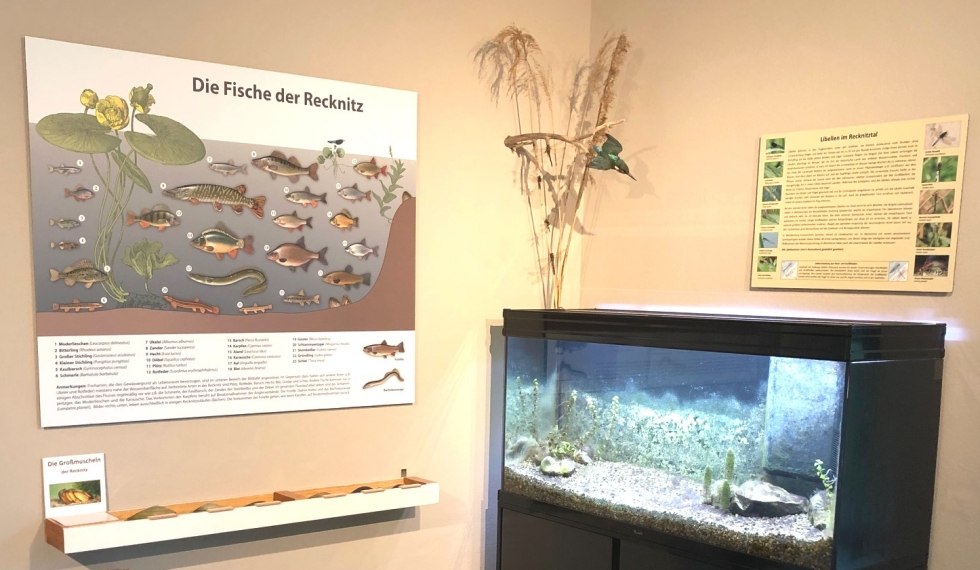 Aquariumecke mit &Uuml;bersichtstafel der in der Recknitz lebenden Fische // &copy; Hardo Wanke