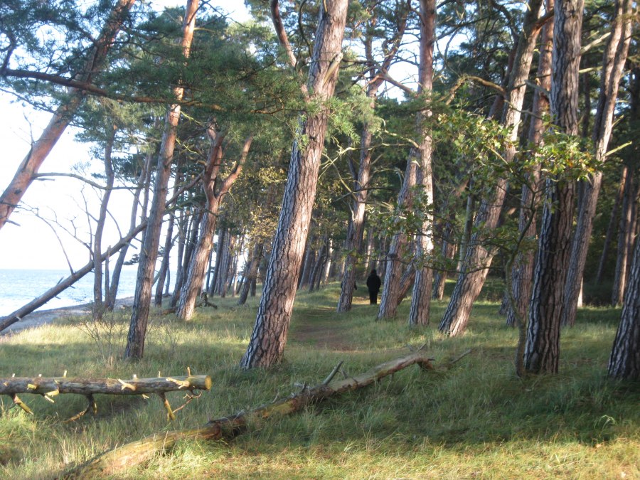 K&uuml;ste und Wald am Ludwigsburger Strand, &copy; Josephine Feldberg