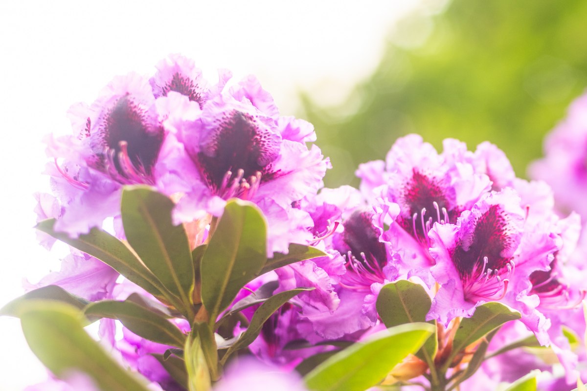 Symbolfoto: In meinem Garten &ndash; mit Geschichten und Gedichten // &copy; Andr&eacute; Pristaff (TuK)