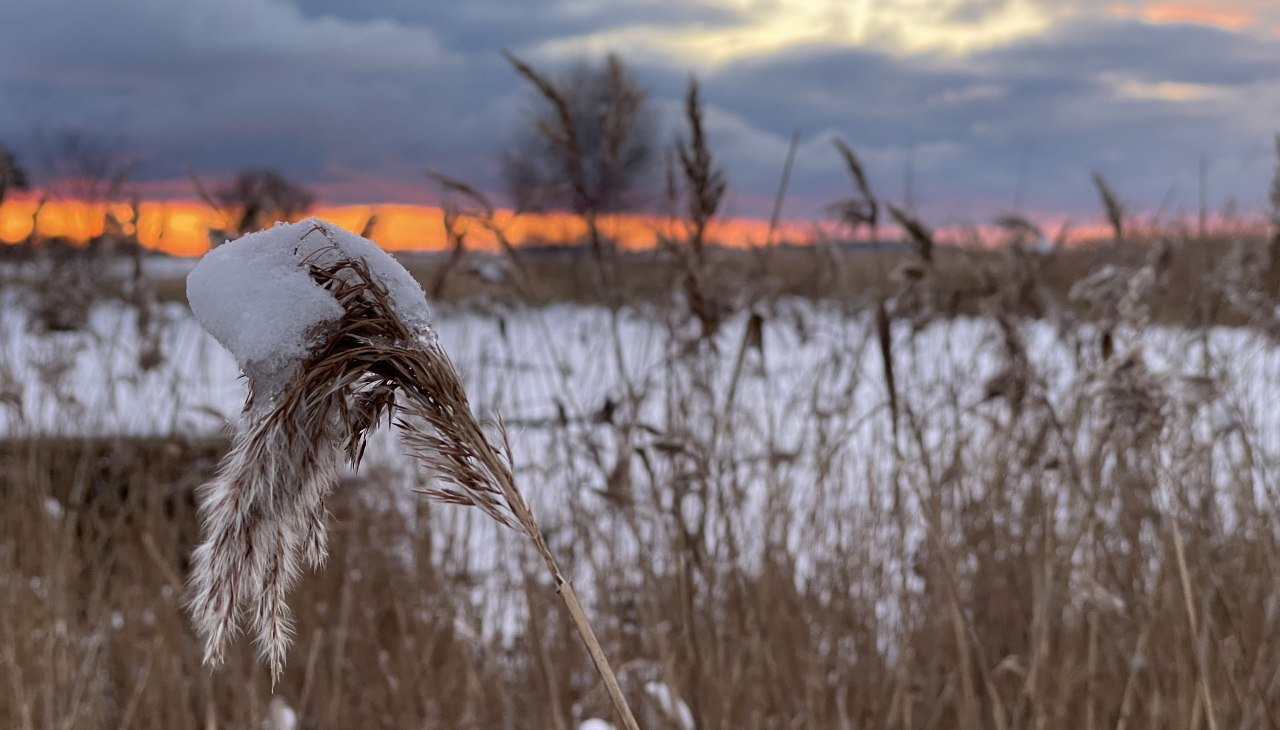 IMG_2143, © TZ Südliche Boddenküste IMG_2143, © TZ Südliche Boddenküste