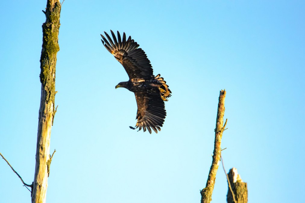 Seeadler, &copy; Gemeinde Ostseebad Glowe