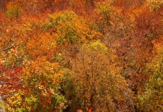 Herbstwald // &copy; LoggaWiggler