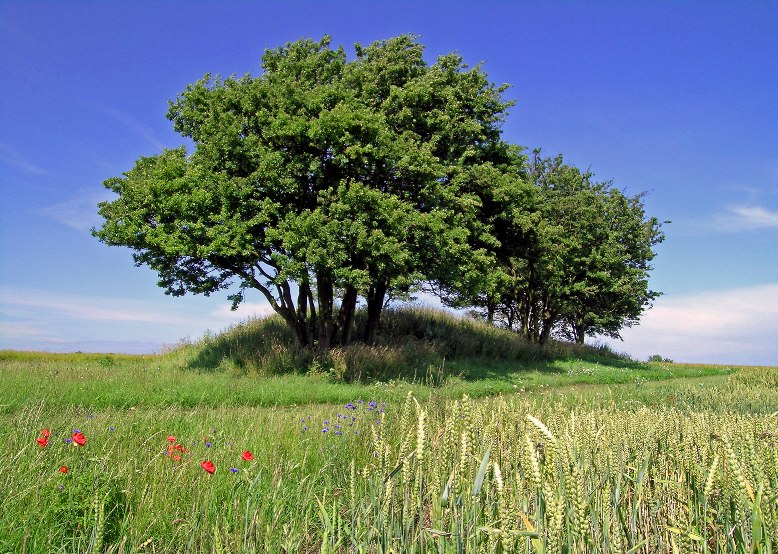 &copy; Arch&auml;o Tour R&uuml;gen