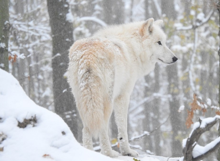 Polarwolf im Winter, © Hansestadt Stralsund Polarwolf im Winter, © Hansestadt Stralsund