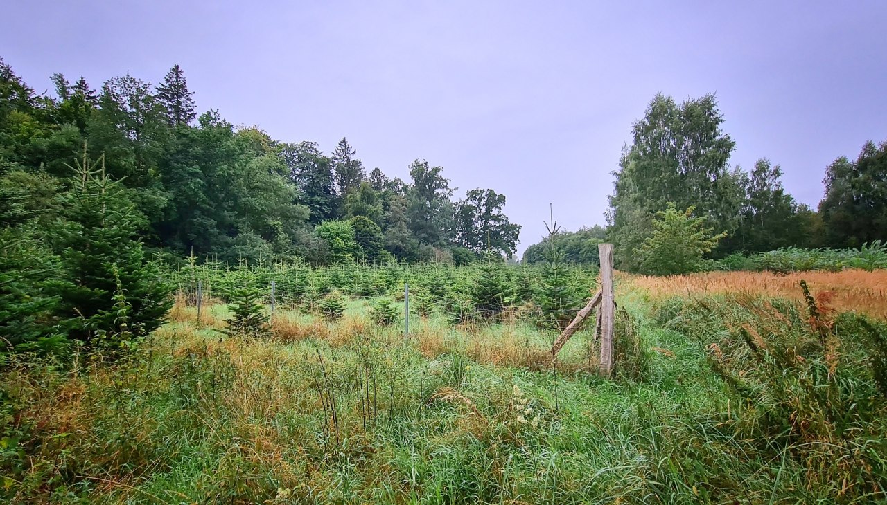 Klimawald Sehlen, &copy; Landesforst MV
