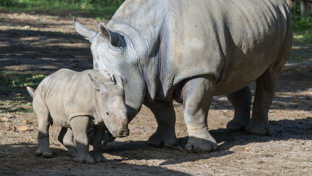 Nashorn - Zoo Schwerin (2), &copy; Zoo Schwerin