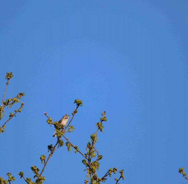 Der Frühling ist da und damit auch das Vogelgezwitscher. Jetzt im Frühjahr sind unsere Singvögel besonders intensiv zu hören, sei es, um ein Weibchen zu umwerben oder einen Revieranspruch zu festigen.
Sich die ganzen Melodien zu merken und dann auch noch dem richtigen Sänger zuzuordnen, damit sind manche Naturfreunde überfordert. Die verschiedenen Lebensräume, in denen die Arten zu Hause sind, geben Aufschluss über die Lebensweise. Damit die Vogelstimmen etwas vertrauter werden, lädt der Förderverein des Naturparks Mecklenburgische Schweiz und Kummerower See zu einer Vogelstimmenwanderung ein. Geführt wird diese von dem Ornithologen Peter Boje aus Teterow.
Der Treffpunkt ist in Teterow auf dem Parkplatz der Gaststätte „Hohes Holz“. Von hier aus wird zu Fuß etwa 3 Kilometer gewandert. Ein Fernglas solle unbedingt dabei sein., © Gudrun Marin-Ziegler Der Frühling ist da und damit auch das Vogelgezwitscher. Jetzt im Frühjahr sind unsere Singvögel besonders intensiv zu hören, sei es, um ein Weibchen zu umwerben oder einen Revieranspruch zu festigen.
Sich die ganzen Melodien zu merken und dann auch noch dem richtigen Sänger zuzuordnen, damit sind manche Naturfreunde überfordert. Die verschiedenen Lebensräume, in denen die Arten zu Hause sind, geben Aufschluss über die Lebensweise. Damit die Vogelstimmen etwas vertrauter werden, lädt der Förderverein des Naturparks Mecklenburgische Schweiz und Kummerower See zu einer Vogelstimmenwanderung ein. Geführt wird diese von dem Ornithologen Peter Boje aus Teterow.
Der Treffpunkt ist in Teterow auf dem Parkplatz der Gaststätte „Hohes Holz“. Von hier aus wird zu Fuß etwa 3 Kilometer gewandert. Ein Fernglas solle unbedingt dabei sein., © Gudrun Marin-Ziegler