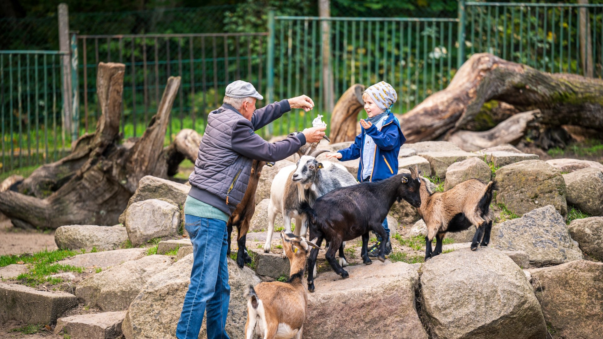 Opa en kleinzoon voeren samen dwerggeiten // Houd de voederzak vast! Met de dwerggeiten in dierentuin Neustrelitz // © MV-T/Tiemann Opa en kleinzoon voeren samen dwerggeiten