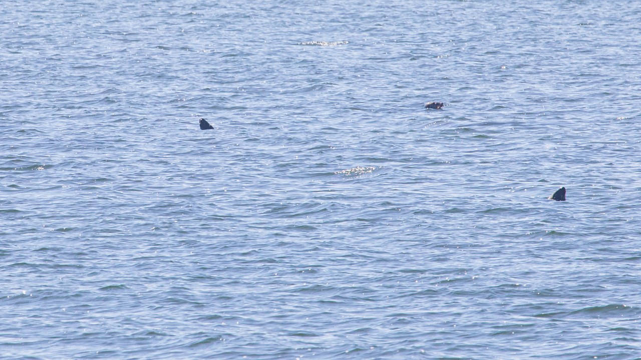 &copy; Wei&szlig;e Flotte GmbH