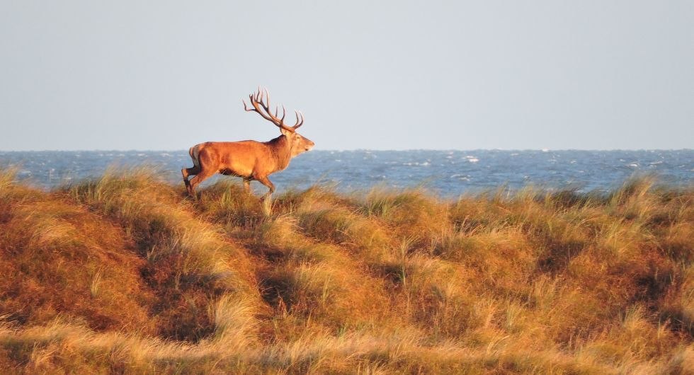 Hirsch in den Dünen am Darßer Ort // © MV-T/Frank Narkus Hirsch in den Dünen am Darßer Ort // © MV-T/Frank Narkus