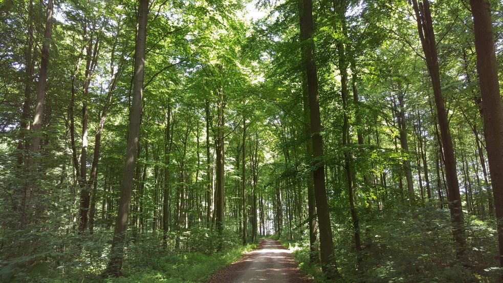 Station 3: Baumkathedralen, &copy; TMV/UB