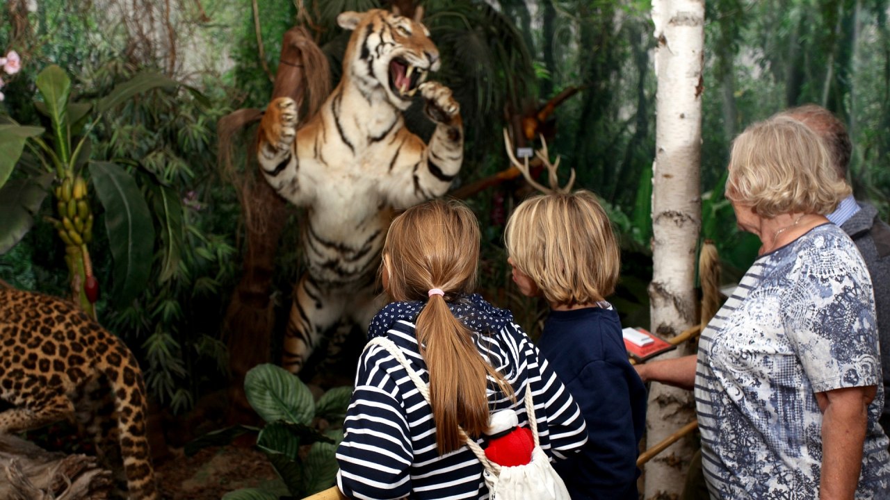 Tiger im Wildlife Usedom // &copy; H. B&ouml;hm / trassenheide.de