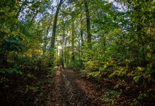 Kur- und Heilwald in Heringsdorf auf Usedom // &copy; Andreas Dumke