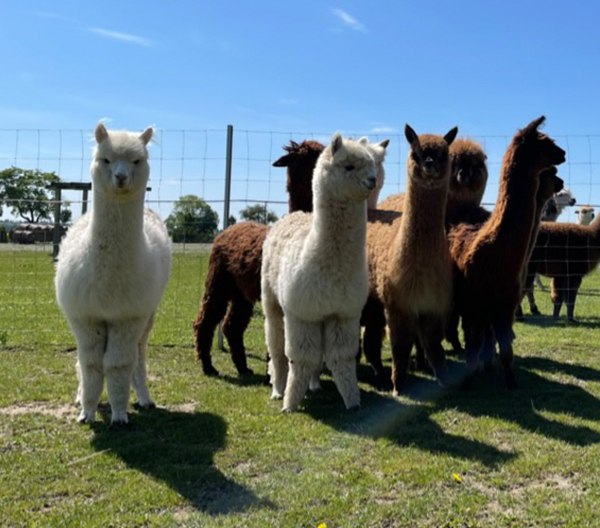 Erlebnisse mit Tieren, © localtour