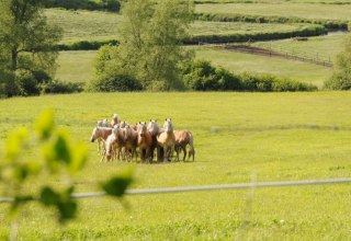 Haflinger Junghengste unweit des Hofes auf Usedom, &copy; Reiterhof Sallenthin