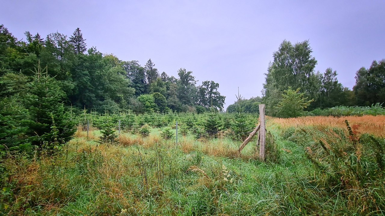 Klimaatbos Sehlen // &copy; Landesforst MV