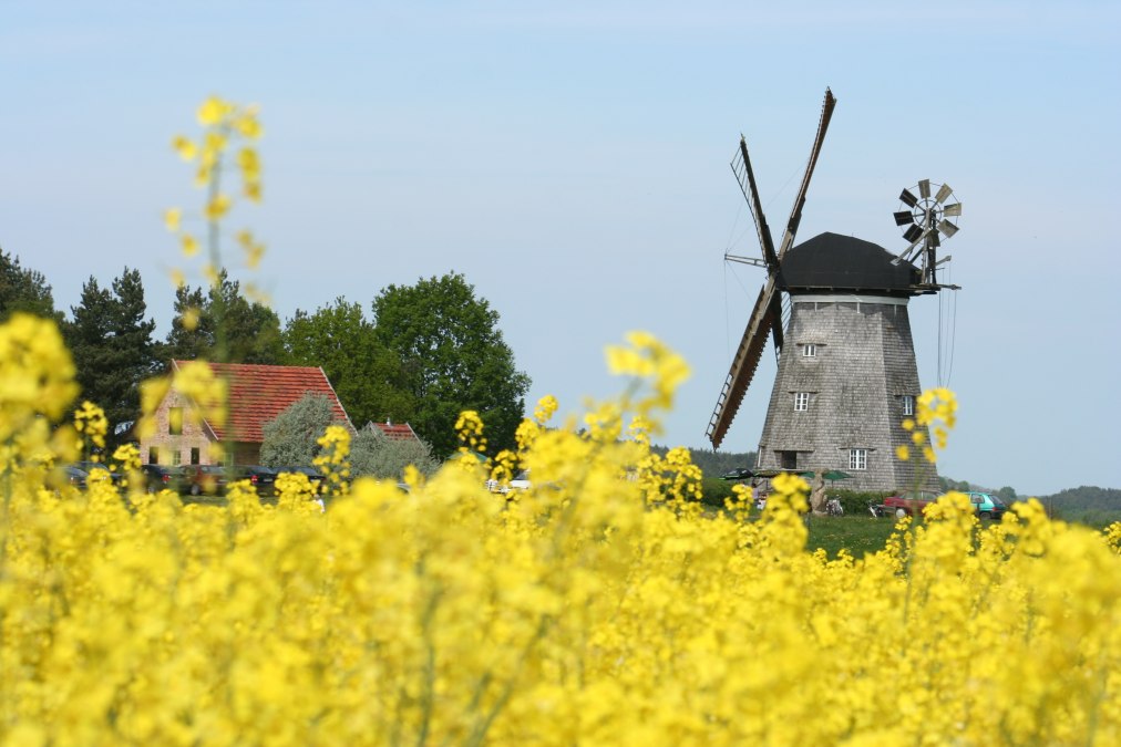 Holländermühle Benz hinter blühendem Rapsfeld, © Kulturmühle Benz e.V.