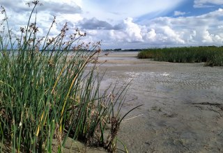 Schilfbewachsener Strandabschnitt an der Wohlenberger Wiek, &copy; Sabine St&ouml;ckmann