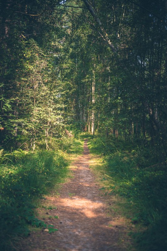 Waldpfiffikus - Bäume sicher bestimmen, © Kurverwaltung Ostseebad Baabe Waldpfiffikus - Bäume sicher bestimmen, © Kurverwaltung Ostseebad Baabe