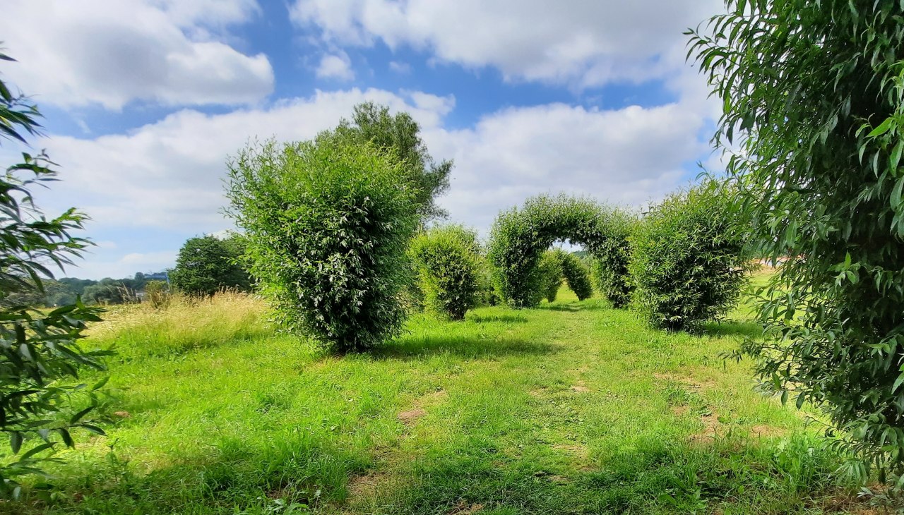 Weidengang, © M. Lenthe Weidengang, © M. Lenthe