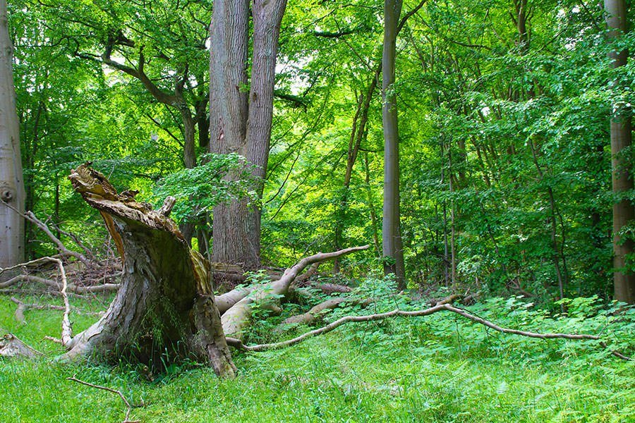 Urwald Insel Vilm, © Fahrgastreederei Lenz e.K Urwald Insel Vilm, © Fahrgastreederei Lenz e.K
